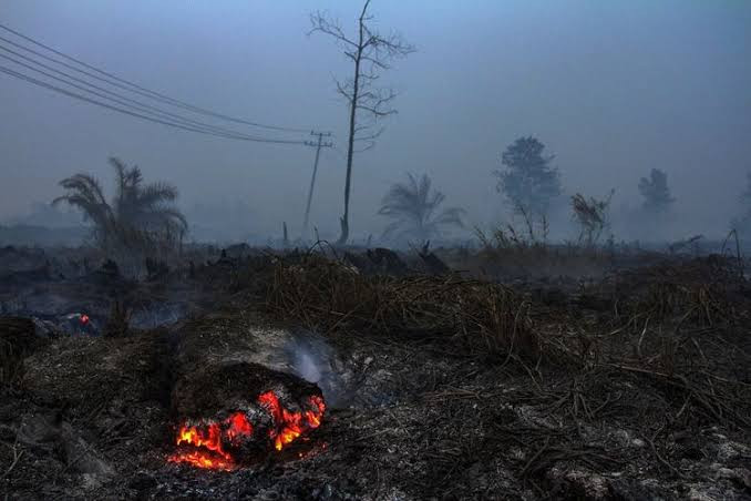 79 Hotspot Terpantau di Riau, Pelalawan Terbanyak