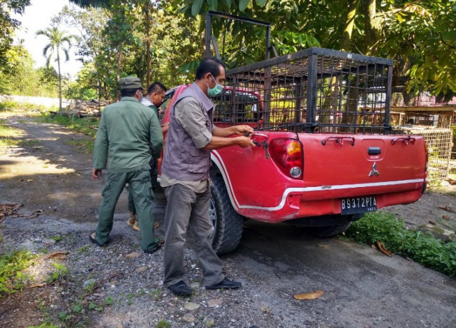 Remaja Tewas Diduga Diterkam Harimau, BBKSDA Riau Pasang Trap di TKP