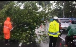 Pohon di Jalan Sudirman Tumbang akibat Hujan Deras