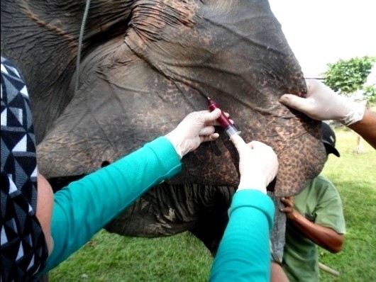 BKSDA dan Vesswic Lakukan Pemeriksaan Rutin Gajah Latih di Riau