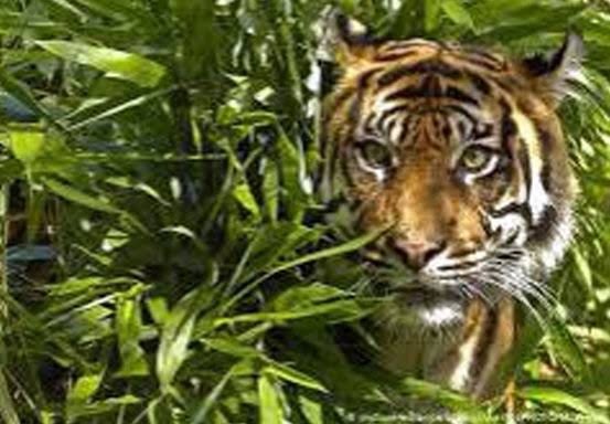 BBKSDA Sebut Lokasi Korban Tewas di Habitat Harimau Sumatera