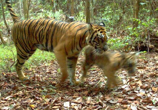 Heboh Penampakan Dua Ekor Anak Harimau di Tapung, Begini Penjelasan BBKSDA