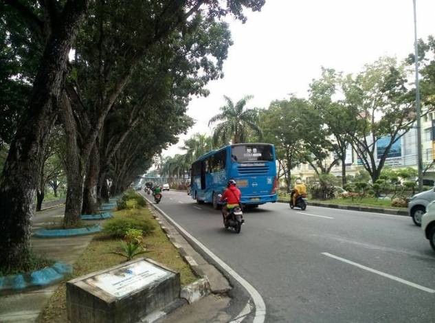 Dampak Pelebaran, Pohon Pelindung di Jalan Sudirman Pekanbaru akan Dipindahkan
