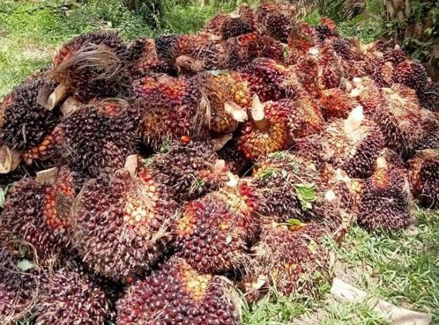 Meski Larangan Ekspor CPO sudah Dicabut, Harga Sawit di Riau tetap Turun