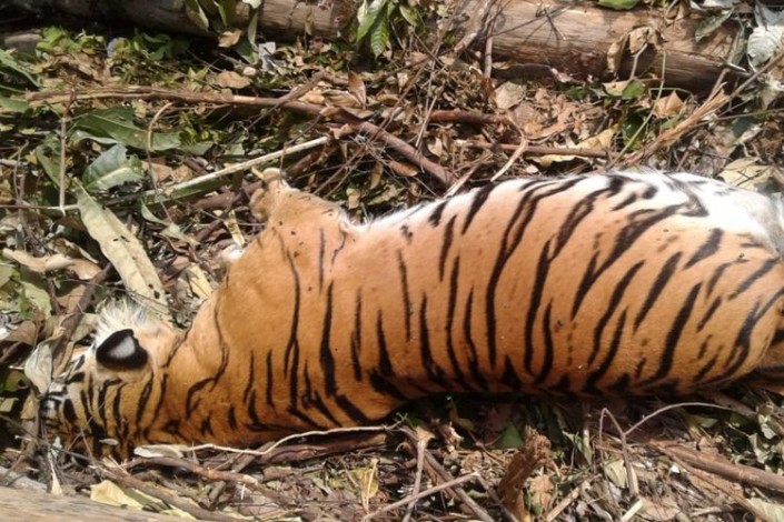 Berkas Belum Lengkap, Penahanan Tersangka Pemasang Jerat Harimau Diperpanjang