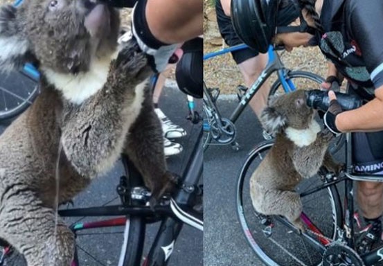 Viral Koala Dehidrasi Minta Minum Pesepeda karena Suhu Panas Australia