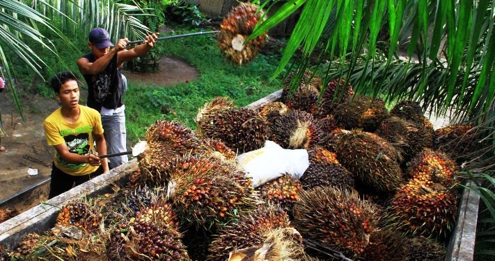 Tahun Baru, Harga Sawit di Riau Naik